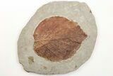 Fossil Leaf (Davidia) - Montana #203551-1